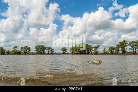 Asian carp salta fuori dell'acqua nell'Atchafalaya National Wildlife Refuge Foto Stock