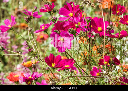 Aiuola annuale in tarda estate, giardino Cosmos bipinnatus Foto Stock