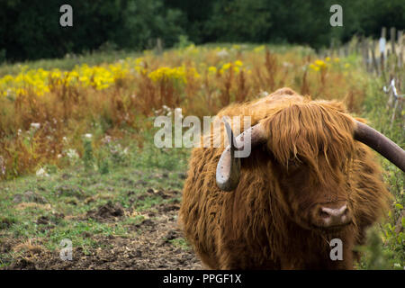 Un altopiano di mucca, , o Bos taurus, sulla riva del fiume del fiume Stort a Sawbridgeworth, in attesa dell'arrivo dei mangimi Foto Stock