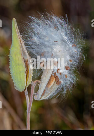 Appariscente Milkweed (Asclepias speciosa) semi vegetali pods disperdendo i semi in settembre, Castle Rock Colorado US. Foto Stock