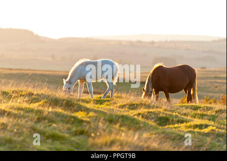 Builth Wells, Powys, Regno Unito. Il 25 settembre 2018. Welsh Mountain pony pascolano sul Mynydd Epynt brughiera al tramonto dopo una bella bella giornata autunnale di sole in Powys, Wales, Regno Unito. © Graham M. Lawrence/Alamy Live News Foto Stock