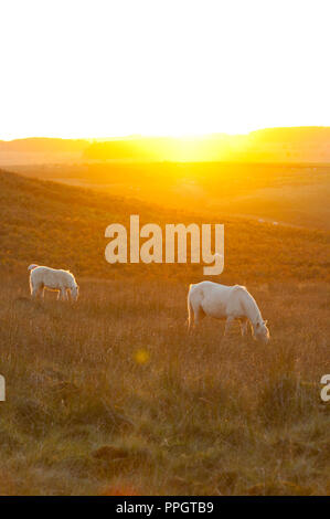 Builth Wells, Powys, Regno Unito. Il 25 settembre 2018. Welsh Mountain pony pascolano sul Mynydd Epynt brughiera al tramonto dopo una bella bella giornata autunnale di sole in Powys, Wales, Regno Unito. © Graham M. Lawrence/Alamy Live News Foto Stock