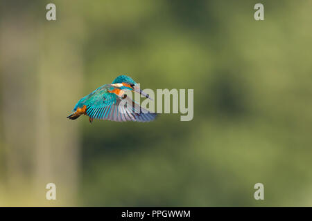 Droitwich, UK. 25 Settembre, 2018. Regno Unito: meteo con abbondanza di sole autunnale della durata di tutto il giorno, questo selvatico, Regno Unito kingfisher uccello è fuori e circa occupato nella sua ricerca di cibo. In bilico isolato in midair su di una piscina con acqua dolce, cercando di individuare il suo pasto serale, che si tuffa nell'acqua per prendere un pesce in golden sera la luce del sole. Credito: Lee Hudson/Alamy Live News Foto Stock
