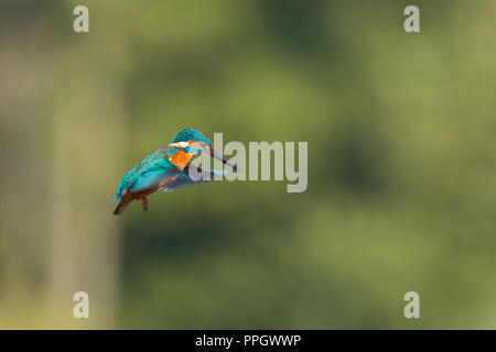 Droitwich, UK. 25 Settembre, 2018. Regno Unito: meteo con abbondanza di sole autunnale della durata di tutto il giorno, questo selvatico, Regno Unito kingfisher bird (Alcedo atthis) è fuori e circa occupato nella sua ricerca di cibo. In bilico isolato in midair su di una piscina con acqua dolce, cercando di individuare il suo pasto serale, che si tuffa nell'acqua per prendere un pesce in golden sera la luce del sole. Credito: Lee Hudson/Alamy Live News Foto Stock