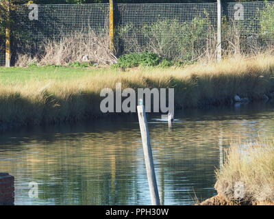 Sheerness, Kent, Regno Unito. 26 Sep, 2018. Regno Unito Meteo: un Kingfisher siede su un post su una luminosa giornata soleggiata con un cielo azzurro in Sheerness, Kent. Credito: James Bell/Alamy Live News Foto Stock