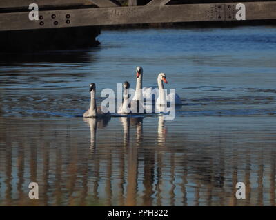 Sheerness, Kent, Regno Unito. 26 Sep, 2018. Regno Unito: Meteo una luminosa giornata soleggiata con un cielo azzurro in Sheerness, Kent. Credito: James Bell/Alamy Live News Foto Stock