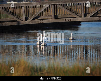 Sheerness, Kent, Regno Unito. 26 Sep, 2018. Regno Unito: Meteo una luminosa giornata soleggiata con un cielo azzurro in Sheerness, Kent. Credito: James Bell/Alamy Live News Foto Stock