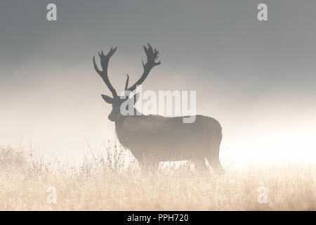 Il Parco di Richmond, Regno Unito. Il 26 settembre 2018. Meteo REGNO UNITO: Red Deer stags soffietto durante una luminosa e fredda mattina di Richmond Park all'inizio della stagione di solchi. Credito: Andrew Plummer/Alamy Live News Foto Stock