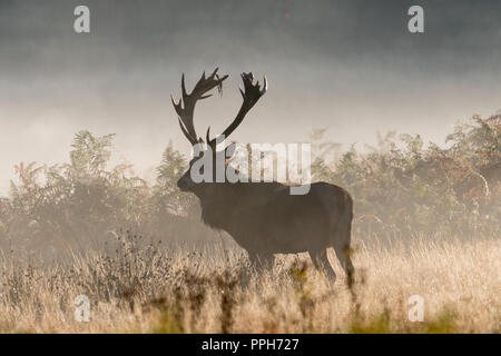 Il Parco di Richmond, Regno Unito. Il 26 settembre 2018. Meteo REGNO UNITO: Red Deer stags soffietto durante una luminosa e fredda mattina di Richmond Park all'inizio della stagione di solchi. Credito: Andrew Plummer/Alamy Live News Foto Stock