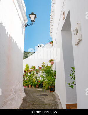 Case bianche in una stretta viuzza con vasi di fiori, villaggio moresco, Mudejar route, Salares, Axarquia, Andalusia, Spagna Foto Stock