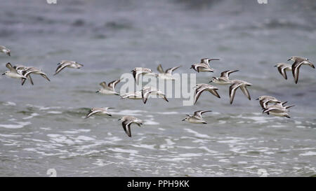 Gregge di sanderlings in volo sopra il mare. Costa portoghese. Foto Stock