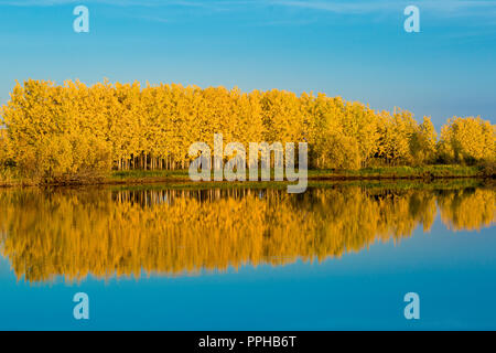 Autunno bosco di latifoglie in luminosi toni di colore giallo e una dolce cielo blu si riflette sulla superficie dell'acqua Foto Stock