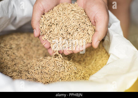 Lato porta Paddy, tenere il risone sul sacchetto di trebbiatura, stagione di raccolto in agricoltura business. Foto Stock