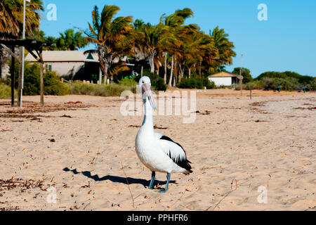 Pelican - Monkey Mia - Australia occidentale Foto Stock