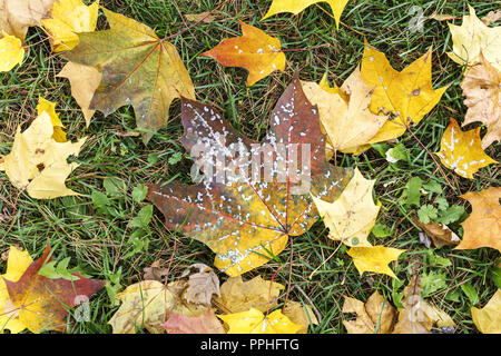 Naturale sfondo autunnale. multicolore di acero foglie su erba verde Foto Stock