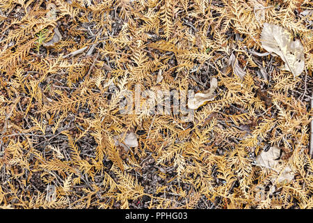 Brown essiccato thuja succursali sul terreno. autunnale naturale configurazione di sfondo Foto Stock