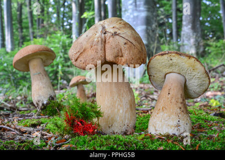 Il gruppo di quattro Boletus edulis o porcini, o CEP in habitat naturale,tra il verde e il rosso moss in montagna del bosco di faggio Foto Stock