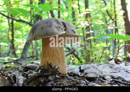 Boletus aereus, la CEP scuro o bronzo bolete, molto apprezzato e ricercato di funghi commestibili in famiglia Boletaceae in habitat naturale, lowla Foto Stock