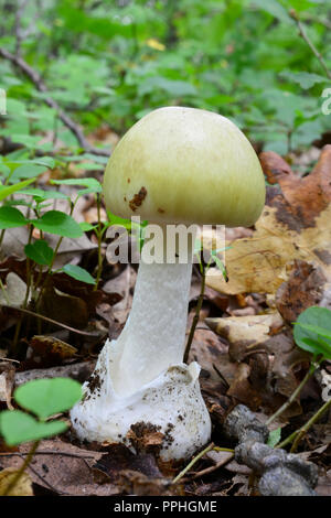 Giovani, metà sviluppato specimen di una delle più pericolose, letale velenoso Amanita phalloides, comunemente noto come il tappo di morte in habitat naturale, Foto Stock