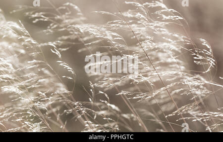 Graminacee selvatiche che soffia nella brezza autunnale con diminuito teste di seme. Yorkshire nebbia erba, Holcus lanatus. Calma, serena astratta. Orizzontale. Foto Stock