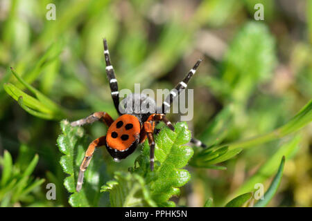 Lady Bird Spider Foto Stock