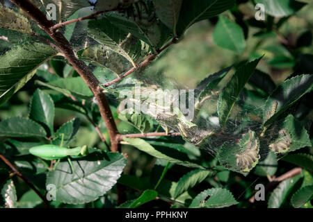 Spider Web sequestrati baby i bruchi e ramo e foglie, Seoul, Corea Foto Stock