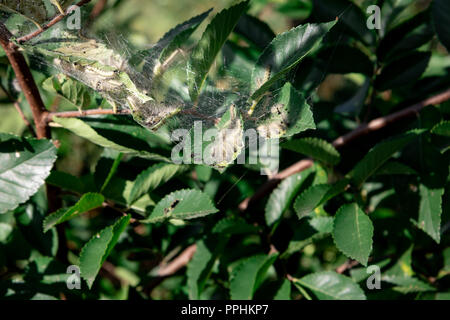 Spider Web sequestrati baby i bruchi e ramo e foglie, Seoul, Corea Foto Stock