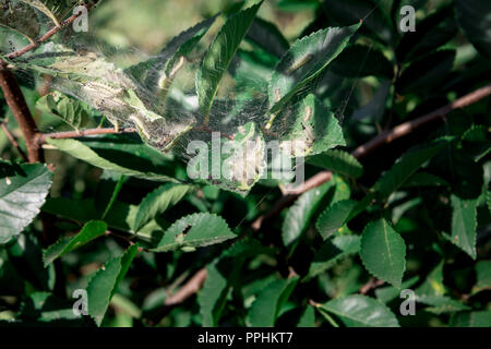 Spider Web sequestrati baby i bruchi e ramo e foglie, Seoul, Corea Foto Stock