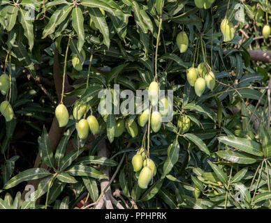 Una frutta tropicali Cresce su un albero in Thailandia. Mango pende sui rami di un albero. Foto Stock