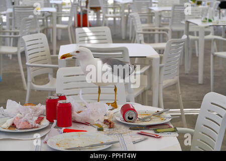 Seagull di mangiare in un ristorante tabella Foto Stock