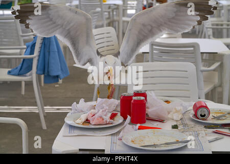 Seagull di mangiare in un ristorante tabella Foto Stock