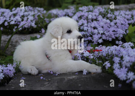 Bianco grande Pirenei cucciolo Mix (2 mesi) posa su roccia circondato da fiori. Foto Stock