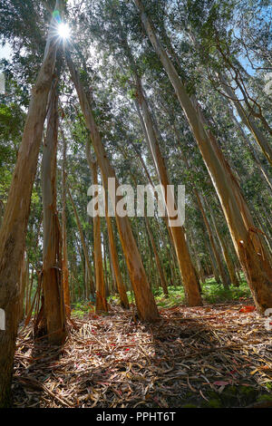 Foresta di eucalipti in Galizia di Spagna Foto Stock