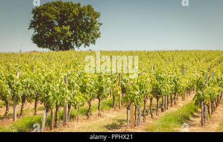 Vite di fine primavera nella regione di Saint Emilion vicino a Bordeaux Foto Stock