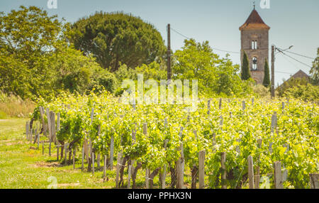 Vite di fine primavera nella regione di Saint Emilion vicino a Bordeaux Foto Stock