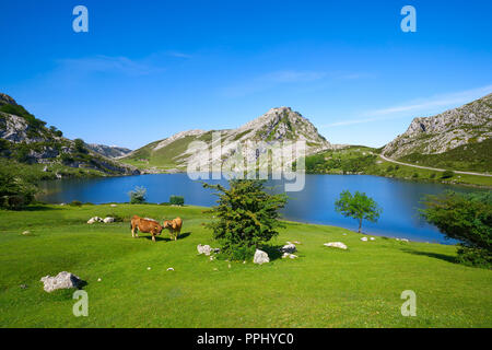 Enol lago a Picos de Europa nelle Asturie di Spagna Foto Stock