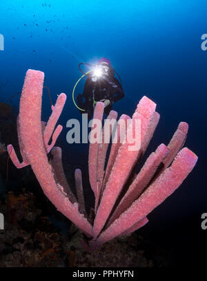 Scuba Diver luminosa luce al di sopra del tubo spugna di corallo, Bonaire Foto Stock