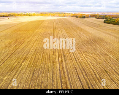 Vista aerea del campo giallo dopo la vendemmia. La raccolta nei campi . Vista superiore del campo di grano. Tempo di autunno Foto Stock