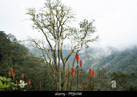 Kniphofia fiori (chiamato anche tritoma, red hot poker, torcia lily, knofflers o impianto di poker) nel torbido Cocora Valley in Colombia. Sep 2018 Foto Stock