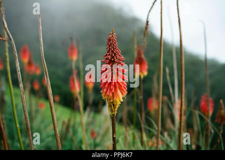 Rosso arancione e giallo fiore di Kniphofia (chiamato anche tritoma, red hot poker, torcia lily, knofflers o impianto di poker) in Cocora Valley, Colombia. Sep 2018 Foto Stock