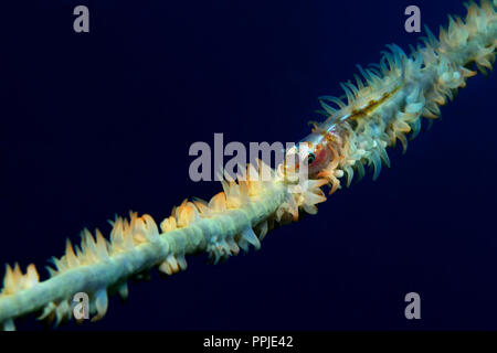 Frustino coral ghiozzo (Bryaninops yongei (Lat) (Famiglia Gobiidae) è seduta su una frusta (filo) coral (Cirripathes anguina), Panglao, Filippine Foto Stock