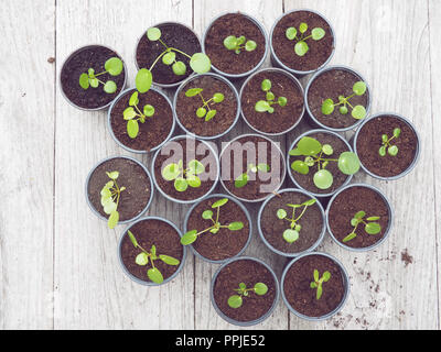 Più propagata pancake talee in plastica nera pentole di giardinaggio su un tavolo di legno Foto Stock