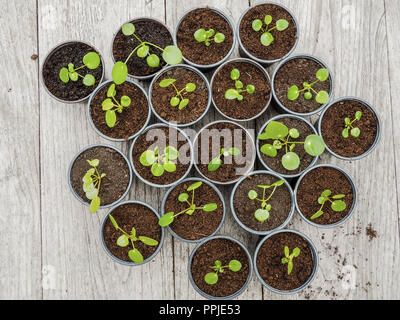 Più propagata pancake talee in plastica nera pentole di giardinaggio su un tavolo di legno Foto Stock