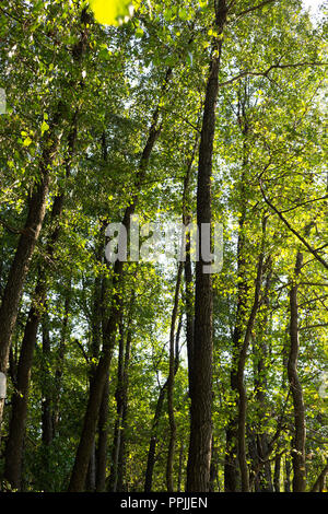 Alnus glutinosa denominato ontano comune foresta. Europa importante habitat. L'Ucraina Foto Stock