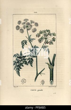 Poison hemlock, Conium maculatum. Imbianchini Handcolored incisione su rame da Lambert Junior da un disegno di Pierre Jean-Francois Turpin da Chaumeton, Poiret et Chamberet 'La Flore Médicale", Parigi, Panckoucke, 1830. Turpin (17751840) era uno dei tre giganti del botanico francese arte dell'era a fianco di Pierre Joseph Redoute e Pancrace Bessa. Foto Stock