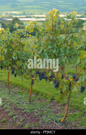 Castlewood Vigna di Valle Ax, Devon prima del raccolto Foto Stock