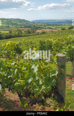 Castlewood Vigna di Valle Ax, Devon prima del raccolto Foto Stock