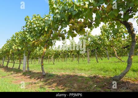 Castlewood Vigna di Valle Ax, Devon prima del raccolto Foto Stock