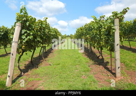 Castlewood Vigna di Valle Ax, Devon prima del raccolto Foto Stock