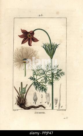 Fiore di vento o prato anemone, Pulsatilla nigricans. Imbianchini Handcolored incisione su rame da Lambert Junior da un disegno di Pierre Jean-Francois Turpin da Chaumeton, Poiret et Chamberet 'La Flore Médicale", Parigi, Panckoucke, 1830. Turpin (17751840) era uno dei tre giganti del botanico francese arte dell'era a fianco di Pierre Joseph Redoute e Pancrace Bessa. Foto Stock